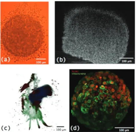 Fig. 3(a) MTS imaged using a light microscope; (b) a cross sectionthrough the centre of an MTS using OCT; (c) an OPT image of an MTSderived from a primary cancer specimen where blue core = implantedMTS, green = outgrowth into culture in collagen and red = positiveimmunoreactivity for Her2; and (d) LSM image of a MTS.8