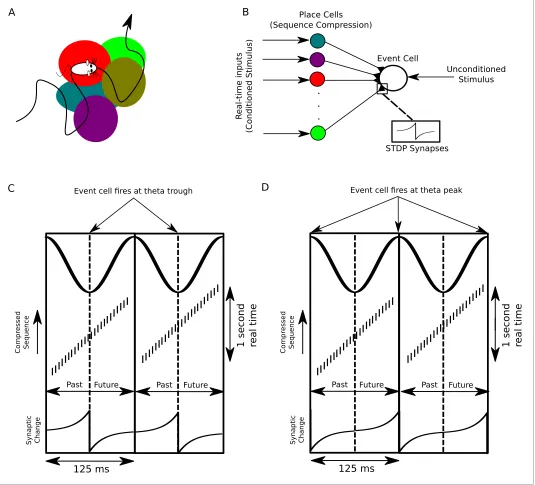 Figure 8. A proposed function of sequence compression for associative learning. (A) The animal explores an environment, activating different cells in