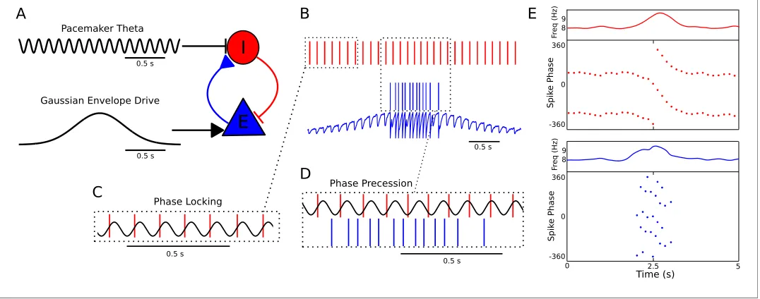 Figure 1. A minimal CA1 circuit model for theta phase precession. (septum. The interneuron synapses reciprocally onto a pyramidal cell (blue)