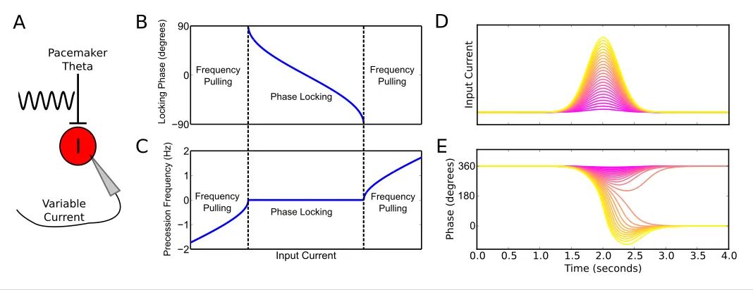 Figure 2. Phase precession and phase locking in a reduced model of an interneuron driven by depolarizing current and weak pacemaker drive