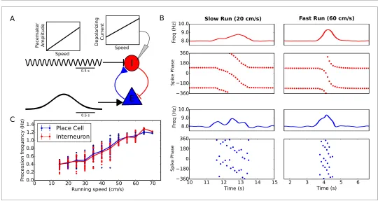 Figure 3. Running speed dependence of phase precession. (speed. Individual dots illustrate the estimated precession frequency on a single lap.speed, where the pacemaker amplitude and depolarizing current to interneurons are varied