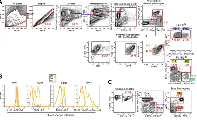 Fig. S1. Gating strategy for synovial tissue macrophage subsets and monocytes during homeostasis defined by flow  cytometry