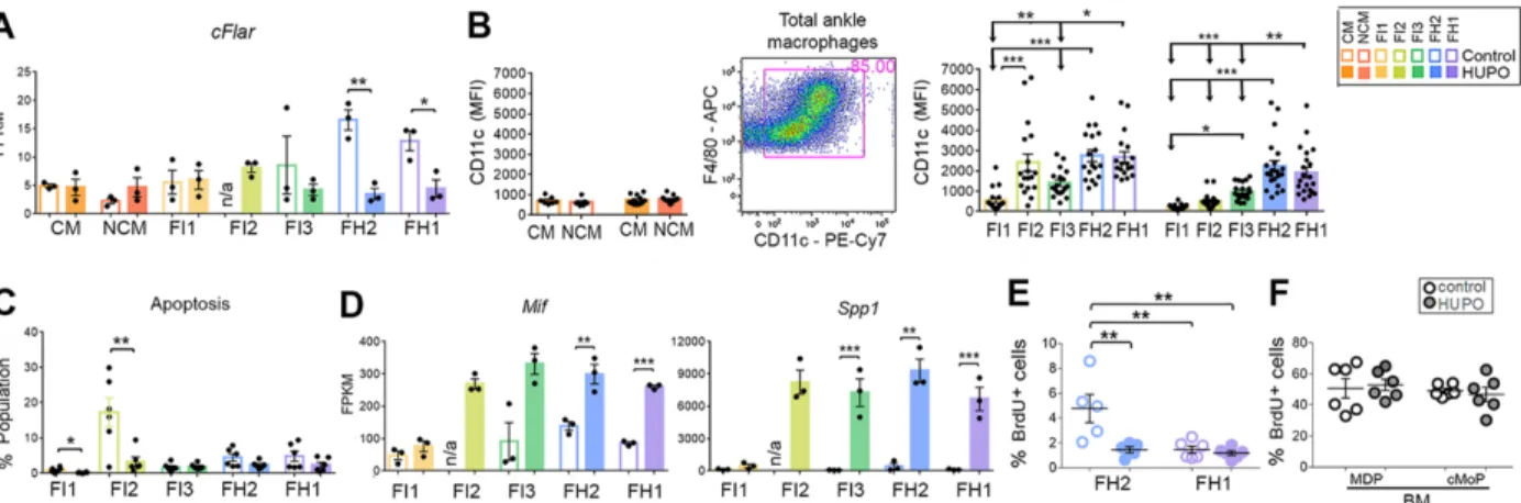 Fig. S3.  Targeting Flip in STMs did not alter the apoptosis and proliferation of FH subsets:  (A), cFlar (Flip) gene  expression in monocytes and each STM subset from HUPO and control mice (n=3/group)