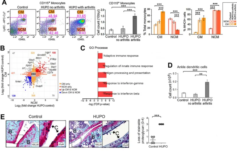 Fig. S4.  Increased circulating monocytes in HUPO mice exhibit arthritogenic potential