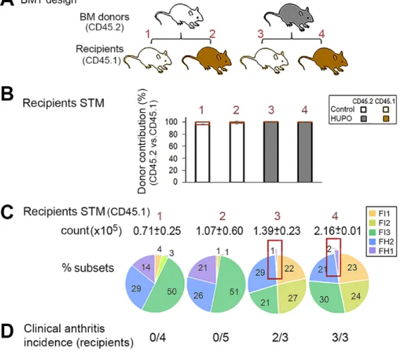 Fig. S5. Reduction of the HUPO FH1 subset is associated with arthritis.  (A), Experimental design for bone marrow  transplant (BMT)
