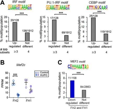 Fig. S7.  Distinct transcription factor (TF) binding motifs are enriched in genes affected in HUPO