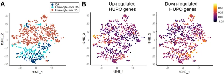 Fig. S8.  t-Distributed Stochastic Neighbor Embedding (tSNE) of HUPO differentially expressed genes in human  synovial monocytes from patients with RA or OA