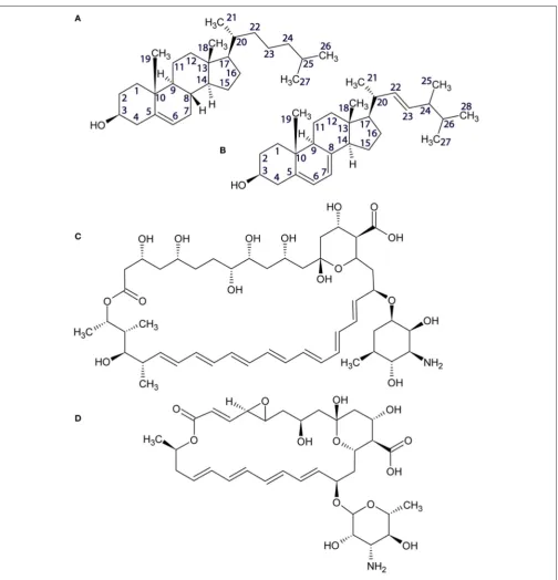 FIGURE 1 | Structures of cholesterol (A), ergosterol (B), amphotericin B (C), and natamycin (D).