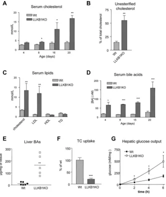 Figure 4Lack of hepatic LKB1 disrupts cholesterol and bile acid metabolism