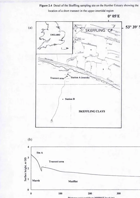 Figure 2.4 Detail of the Skeffling sampling site on the Humber Estuary showing the 