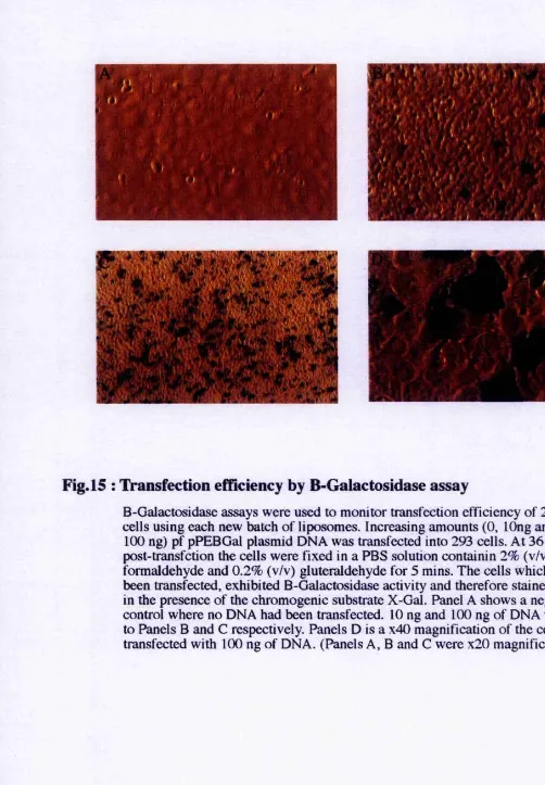 Fig. 15 : Transfection efficiency by B-Galactosidase assay