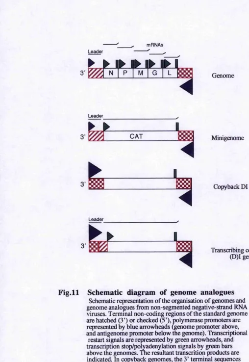 Fig. 11 