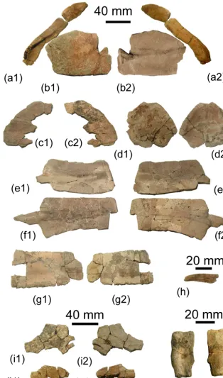 Figure 5. Eochelone voltregana n. sp., Osona County (Spain), latest Eocene, Priabonian