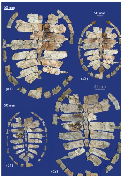 Figure 3. Eochelone voltreganaCecília de Voltregà, carapace: n. sp., from Osona County (Spain), latest Eocene, Priabonian