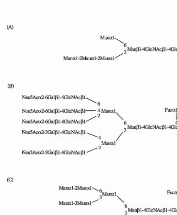 Figure 1.4 - Examples of the three major subgroups of iV-linked sugar chains: (A) High Mannose type;