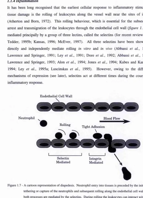 Figure 1.7 - A cartoon representation of diapedesis. Neutrophil entry into tissues is preceded by the initial 