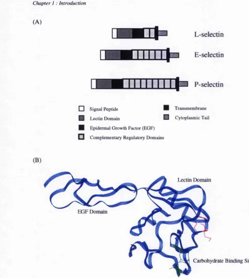 Figure 1.8 - (A) A schematic representation of the overall structure of the selectins, and (B) a ribbon 