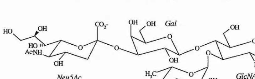 Figure 1.9 - Schematic representation of the sialyl Lewis'" antigen, the minimal ligand proposed for 