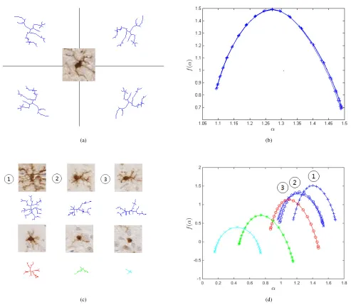 Figure 3. Multifractal spectra of microglia. (a) Segmented microglia rotated in four different directions (b) Multifractal α/f(α) spectra of the microglia