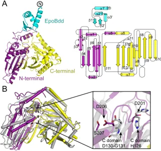 Fig. 2. Overall structure of EpoBcy. (A) Left: ribbon structure of monomeric EpoBcy, with the N-terminal docking domain in cyan, and the N- and C-terminal halves of the Cy domain in purple and yellow, respectively