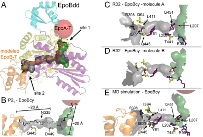Fig. 4.  Proposed binding sites for substrate T domains. (A) P21-EpoBcy (colored as in Fig