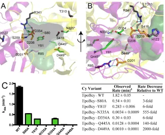 Fig. 5.  Identification of EpoBcy active site residues. (A) Putative EpoBcy active site channels (identified by the software HOLLOW) are depicted, oriented at the EpoA-T binding channel opening, with protein shown in ribbons; the EpoA-T channel is gray sur