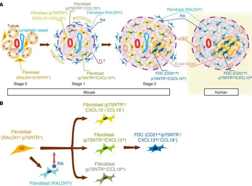 Figure 8. A model for renal tertiary lymphoid tissue (TLT) formation. Heterogeneous fibroblasts play crucial roles in steering the development and some of these fibroblasts lose their p75NTR expression and mature into CD21other fibroblasts into p75NTRdehyd