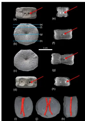 Figure 2. Fetal vertebral centrum of a plesiosaur (LWL-MFN P 64372) from the Rhaetian (latest Triassic) bone bed of Bonenburg (Germany).(j)from dorsal to ventral, close to the center of ossiﬁcation of the centrum