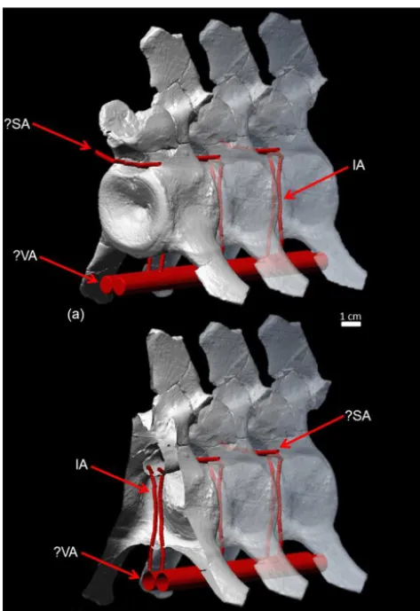 Figure 3. (a)1   Reconstruction of the arterial system in the plesiosaurneck based on µCT scans, segmentation of the intersegmental arterycanals, and modeling of hypothetical vessels in Polyworks