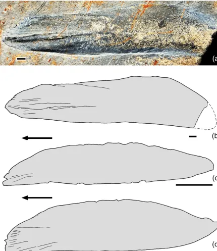 Figure 2. Left gular plate UAJMP 3966; (a) photo (scale in cm) and (b) drawing. Drawings of (c) left gular plate of Libys polypterus afterHauser and Martill (2013, ﬁg