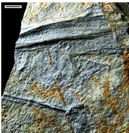 Figure 3. Specimen UAHMP 3970: partly preserved gular at the top, branchial plate with teeth below the gular, and one neural spine at thebottom