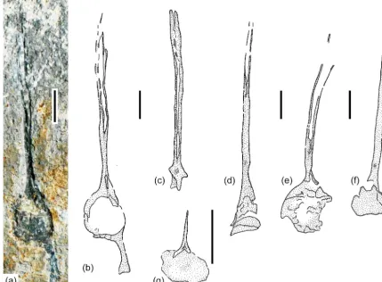 Figure 4. (a–e) Specimen UAHMP 3966: (a) neural spine with hemal process below gular plate, (b) drawing of (a, c), neural spine aboveposterior part of gular, (d) neural spine above middle part of gular, (e) neural spine above anterior part of gular, (f) ne