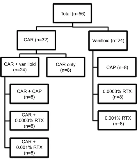 Figure 1 Overview of study.IA CAR injection. Of this group, 24 were also pretreated with IA vanilloid (eight pretreated with CAP, eight pretreated with 0.0003% RTX, and eight pretreated with 0.001% RTX)