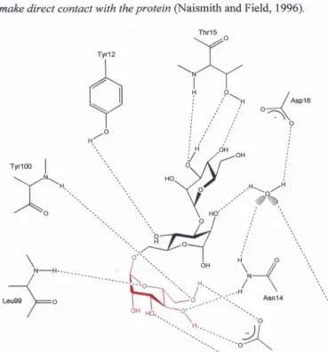 Figure 1.2. The extended binding site o f con A. The 1-6 arm terminal mannose residue is 