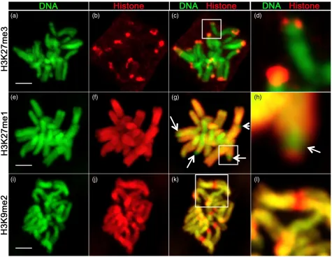 Figure 7. Immunolocalization of histone marks on barley mitotic chromosomes.=l). For each histone modiﬁcation, DNA (green, Hoechst stain), histone mark (red), merge of DNA/histone mark and close-up of the boxed region are shown