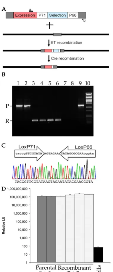 Figure 2Selective removal of marker genesthe selectable marker cassette; Lane 10, DNA marker