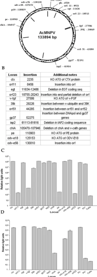Figure 3Identification of additional sites for expression of recombinant proteins in the AcMNPV genomeAcMNPV showing relative locations of loci used for protein expression