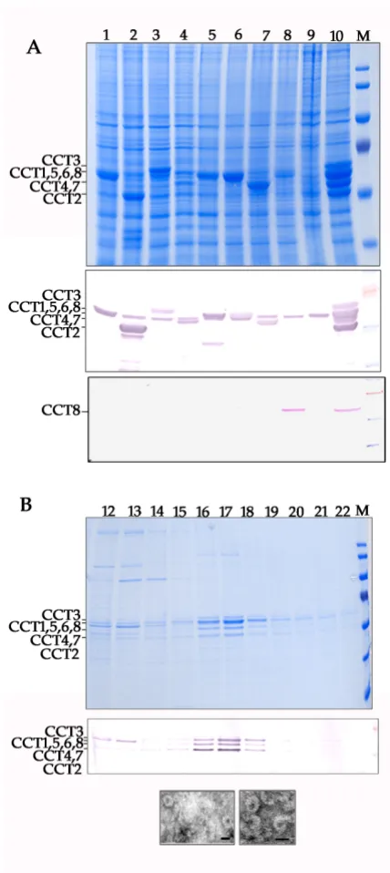 Figure 5Recovery of recombinant mouse CCT complex by co-expression of 8 proteins in the same insect cellRecovery of recombinant mouse CCT complex by co-expression of 8 proteins in the same insect cell