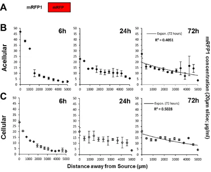 Figure 2. Non-transducing mRFP1 diffuses to equilibrium in acellular or 