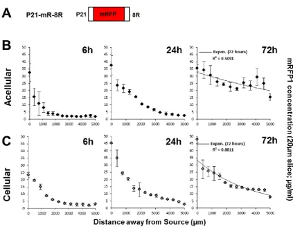 Figure 3. Efficiently transducing P21-mR-8R maintains a gradient profile in 