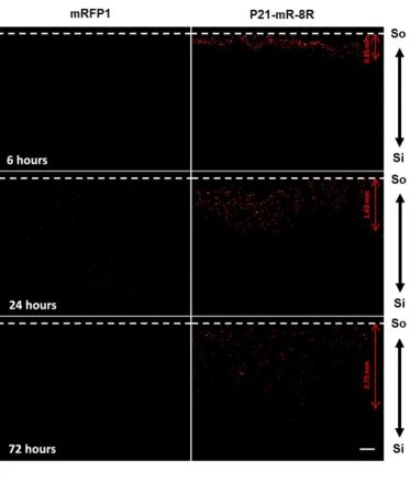 Figure 4. Temporal assessment of gradients of transduction using 