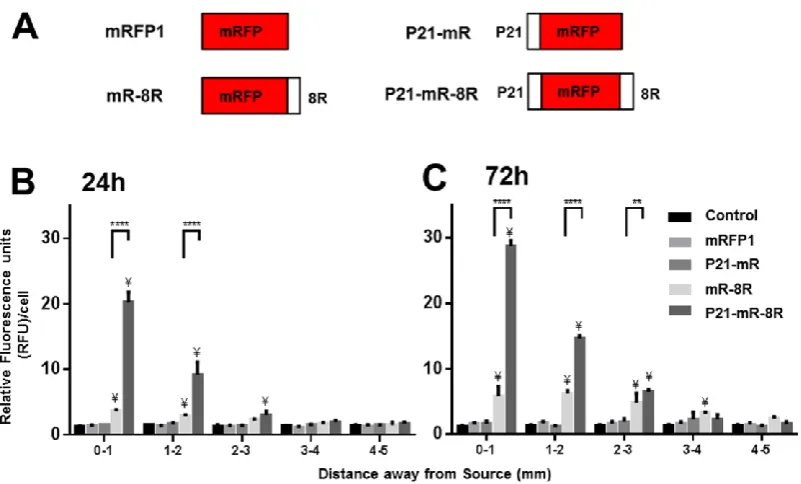 Figure 5. Intracellular transduction gradient profiles following control, non-