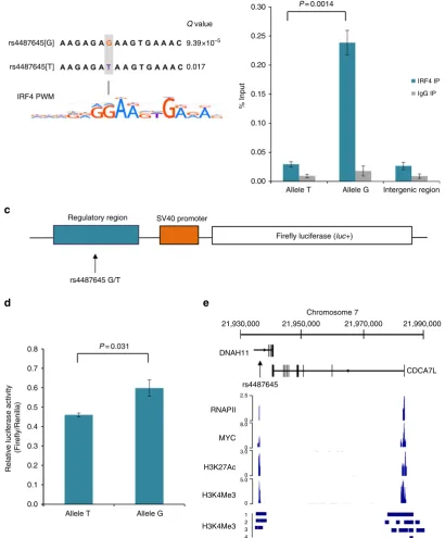 Figure 2 | SNP rs4487645 shows allele-speciﬁc binding of IRF4 and confers enhancer regulatory activity in multiple myeloma cells