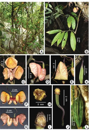Figure 2. Aristolochia yachangensis B.G.Huang, Yan Liu & Y.S.Huang, sp. nov. A habitat B flowering branch C flowers (front view) D flower (lateral view) E flower bud F longitudinally dissected flower (showing the inside structure) G longitudinally dissecte
