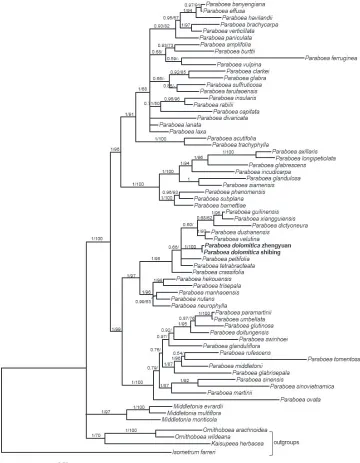 Figure 1. The majority consensus tree of the Bayesian Inference method based on ITS and gions