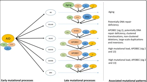 Fig. 6 Contribution of major mutational processes operative in multiple myeloma. This model represents differential contribution of variousidentiﬁed mutational processes in myeloma