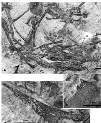 Figure 5. Ianthodon schultzei holotype KUVP 133735. (a) Close-up of central block; (b) detail of right posterior coronoid with erodeddenticles; (c) detail of right pterygoid transverse ﬂange dentition in dorsolateral aspect