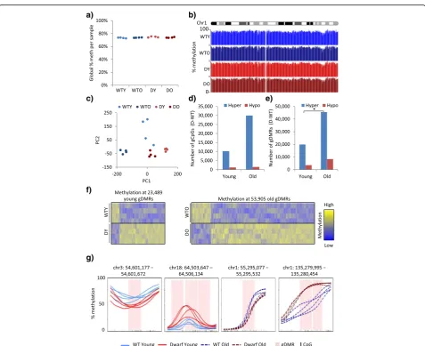 Fig. 1 The epigenomes of wild-type and Ames dwarf mice diverge with age. a Global percentage methylation per liver sample, for 2-month-old