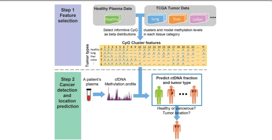 Fig. 1 Flowchart of CancerLocator. Step 1: A set of solid tumor samples and healthy plasma samples collected from public databases and theliterature are used to select the informative features (CpG clusters) that can differentiate tumor types or healthy pl