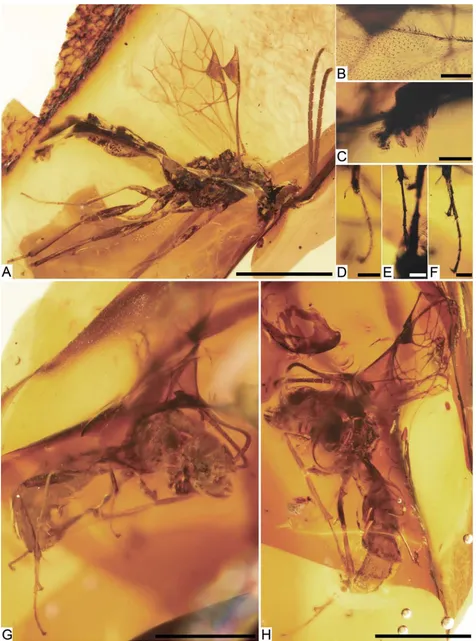 Figure 3. Albertocryptus dossenusTMP 96.9.186;photomicrographs); n. gen. et sp. from Late Cretaceous Grassy Lake amber, Alberta, Canada